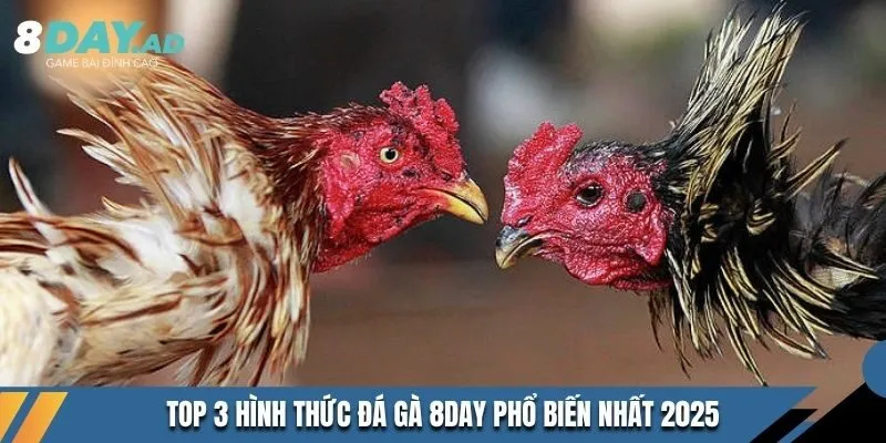 Top 3 hình thức Đá Gà 8DAY phổ biến nhất 2025